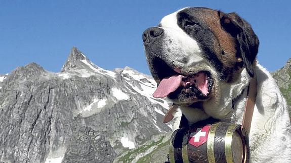 alojamientos que admiten perros en Suiza