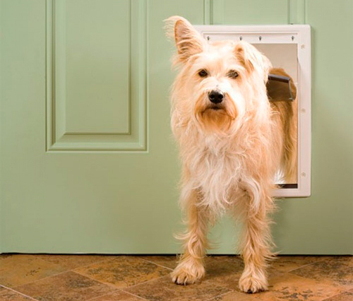 Las 4 Mejores Puertas Para Perros Baratas Y De Calidad