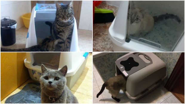 bandeja higienica para gatos