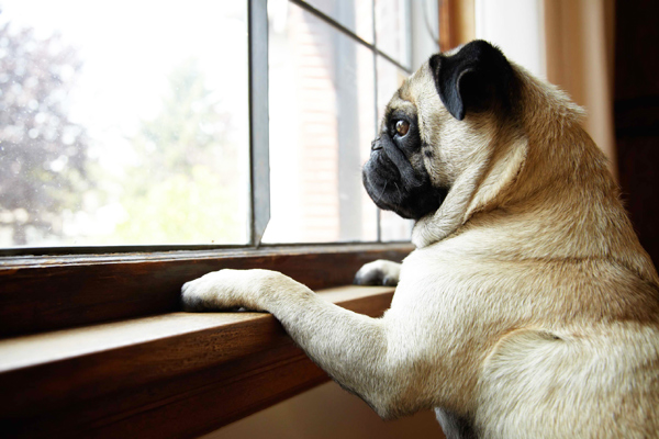 puertas para mascotas puertas para mascotas