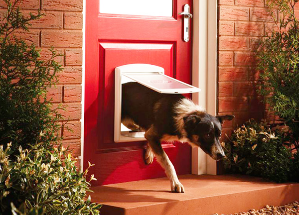 dónde venden puertas para perros dónde venden puertas para perros