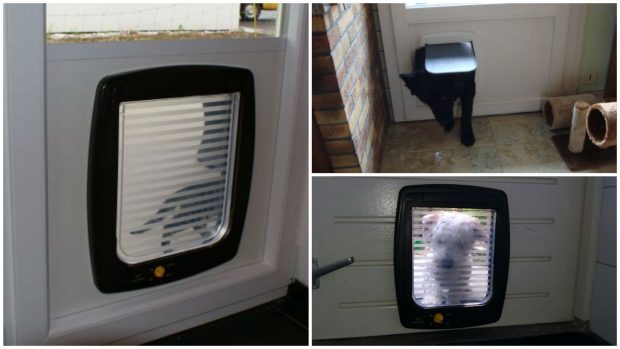 las mejores puertas para perros las mejores puertas para perros