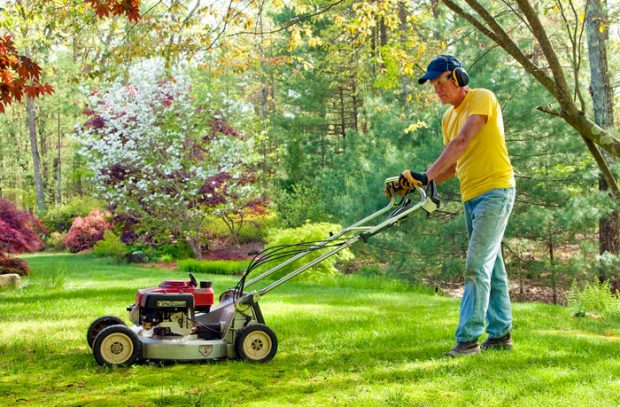 el cortador de cesped barato el cortador de cesped barato