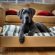 Las 4 mejores camas para perros (baratas y de calidad)