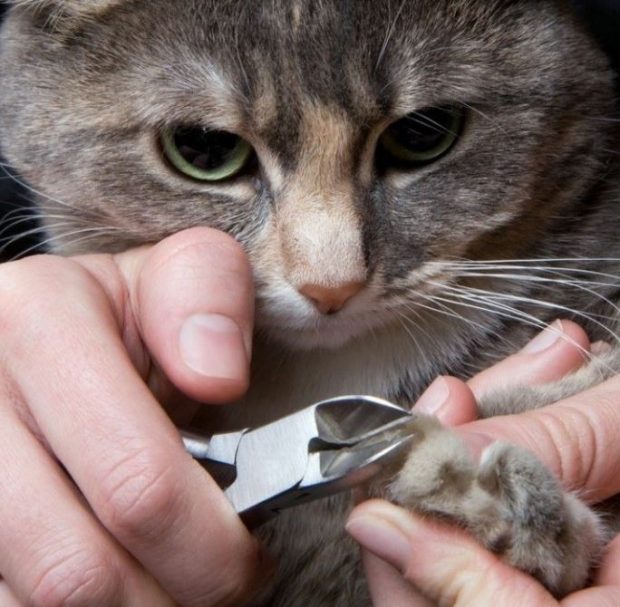tijera para cortar las uñas a los gatos