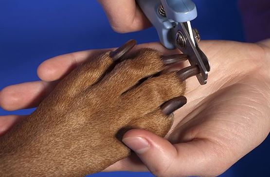 tijera uñas perros