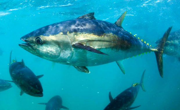 como es el atun en agua como es el atun en agua