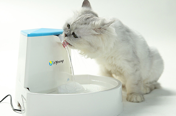 fuente de agua para gatos amazon