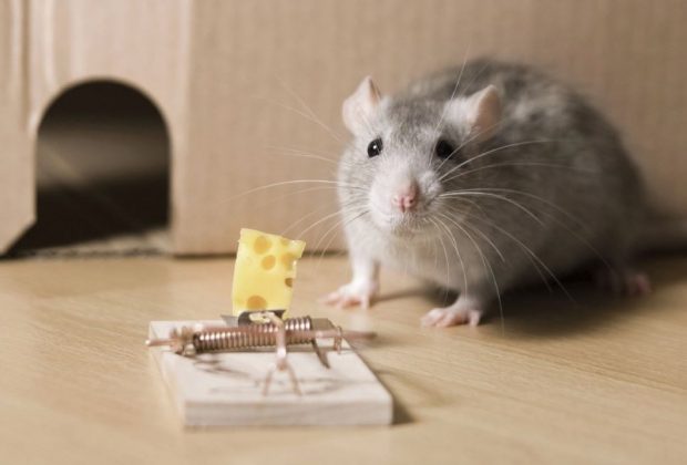 trampa para ratas sencilla y muy efectiva