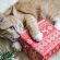 Los 4 mejores regalos para gatos domésticos