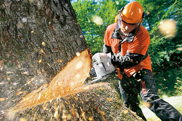 motosierra de poda barata motosierra de poda barata