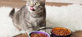 Los 4 mejores piensos para gatos con problemas urinarios