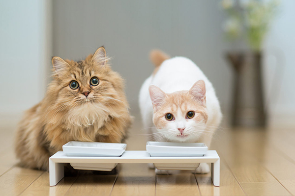 como medir 50 gramos de alimento para gatos