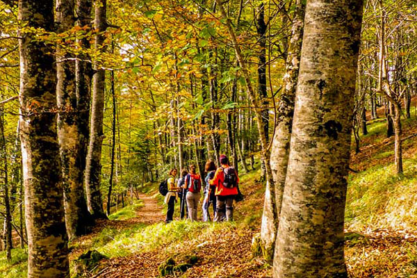 Los 4 Mejores Bosques de España en Otoño ️ Guía ️